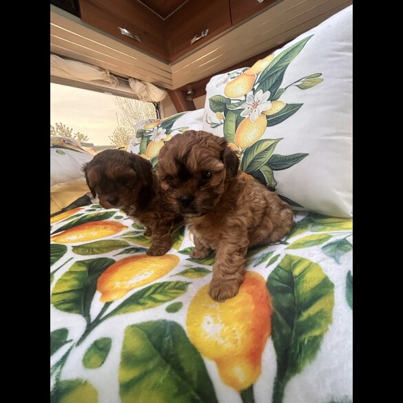Shihpoo - Dogs