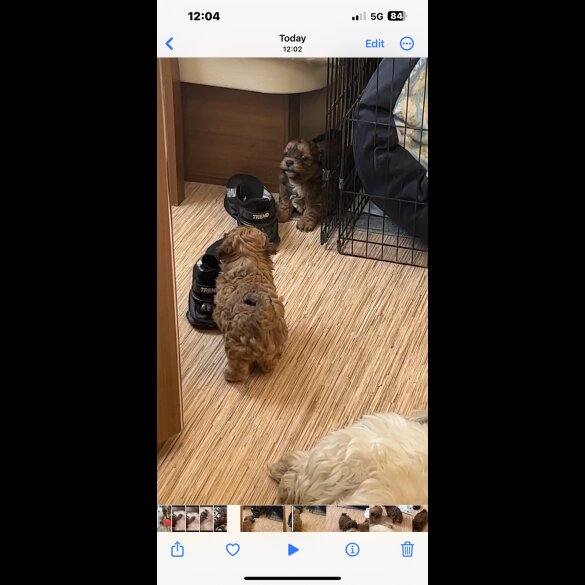 Shihpoo - Dogs