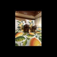 Shihpoo - Dogs