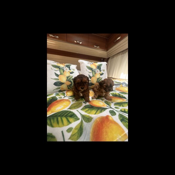 Shihpoo - Dogs