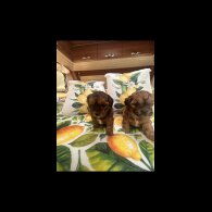 Shihpoo - Dogs