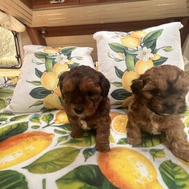 Shihpoo - Dogs