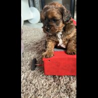 Shihpoo - Dogs