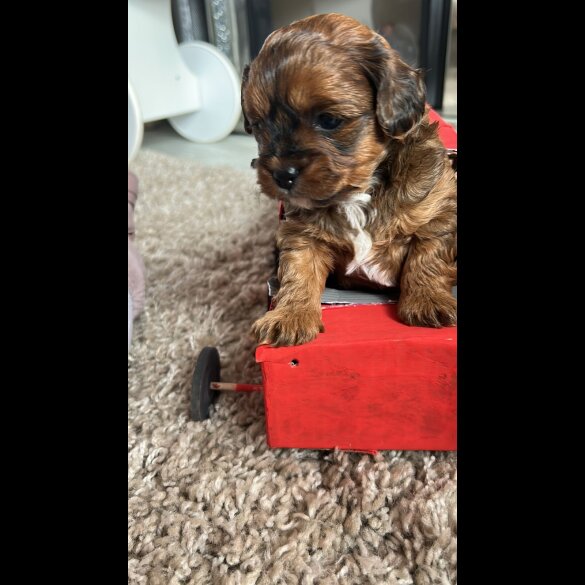 Shihpoo - Dogs