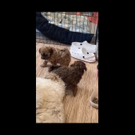 Shihpoo - Dogs