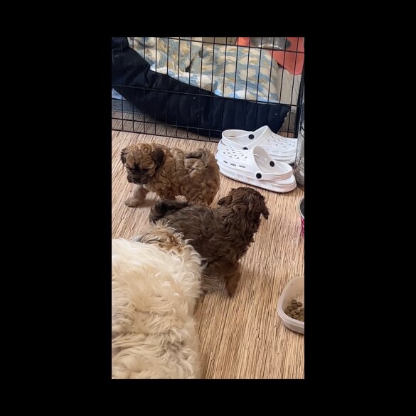 Shihpoo - Dogs