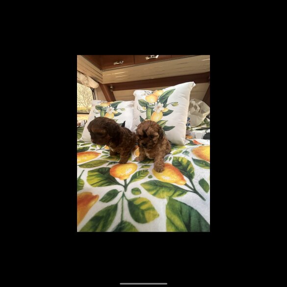 Shihpoo - Dogs