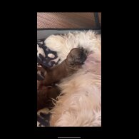 Shihpoo - Dogs