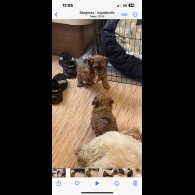 Shihpoo - Dogs