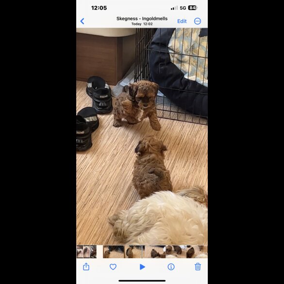 Shihpoo - Dogs