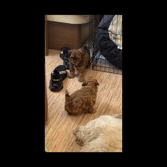 Shihpoo - Dogs