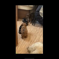 Shihpoo - Dogs