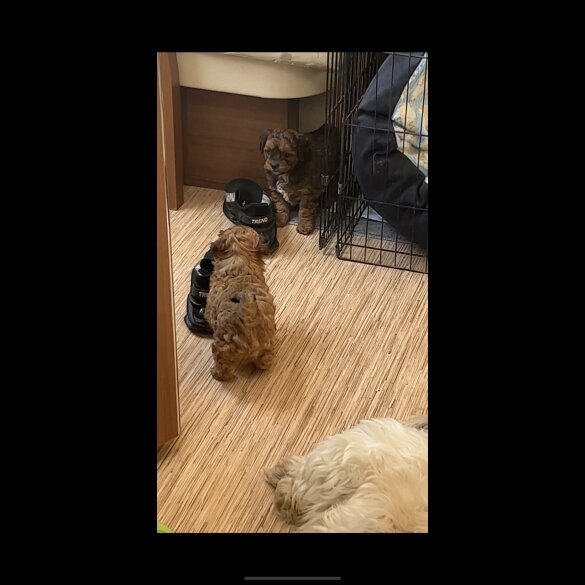 Shihpoo - Dogs