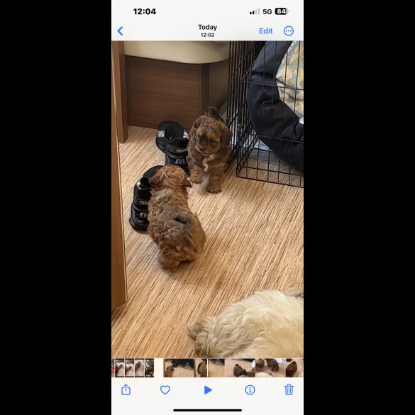 Shihpoo - Dogs