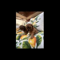 Shihpoo - Dogs