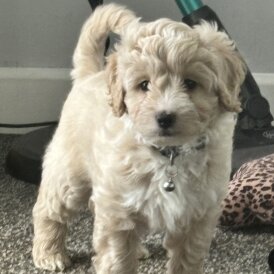 Shihpoo - Both