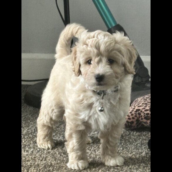 Shihpoo - Both