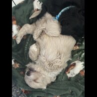 Shihpoo - Both