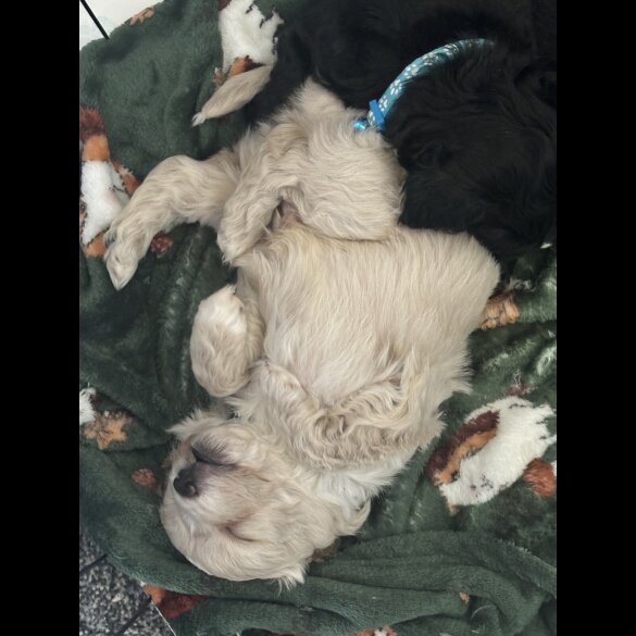 Shihpoo - Both