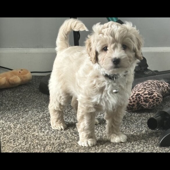 Shihpoo - Both