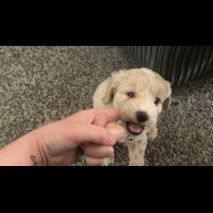 Shihpoo - Both