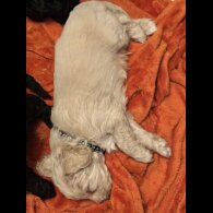 Shihpoo - Both