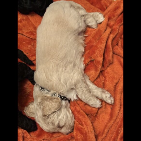 Shihpoo - Both