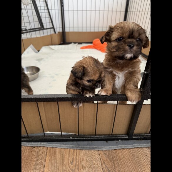 Shih Tzu - Both