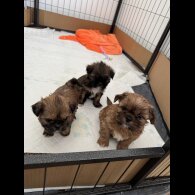 Shih Tzu - Both