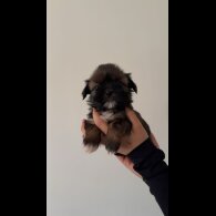 Shih Tzu - Both
