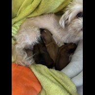 Shih Tzu - Both