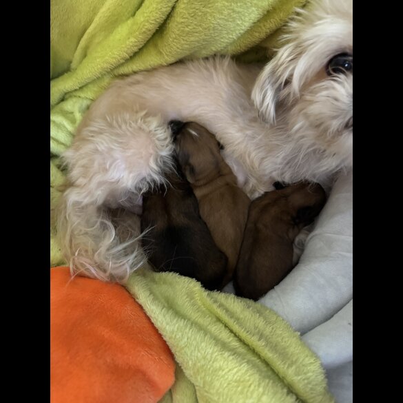 Shih Tzu - Both