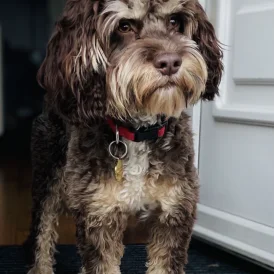 Shih Tzu
