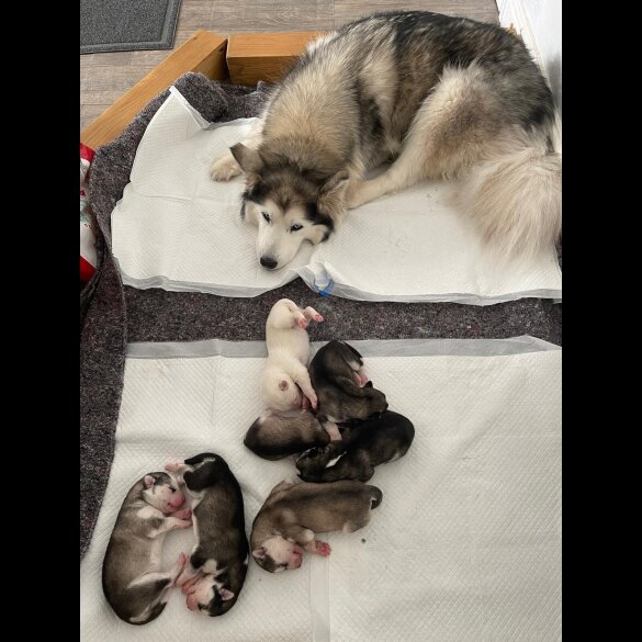 Siberian Husky - Both