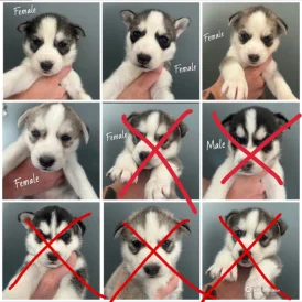 Siberian Husky - Both