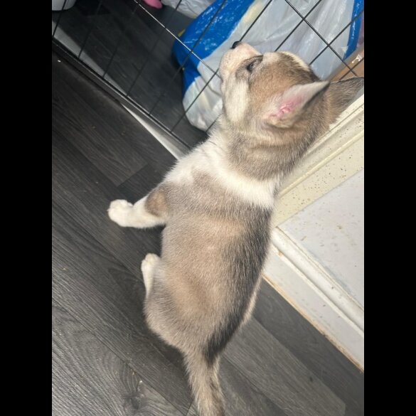 Siberian Husky - Both