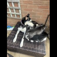 Whippet - Both
