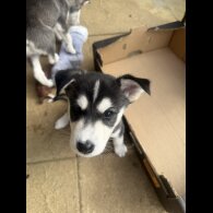 Whippet - Both