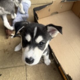 Siberian Husky - Both