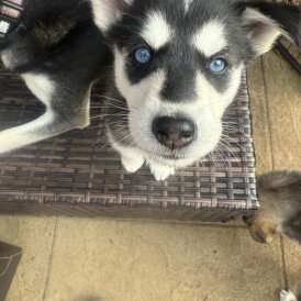 Siberian Husky - Both