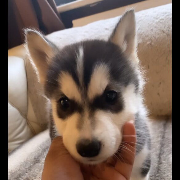 Siberian Husky - Both
