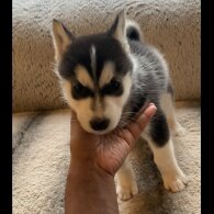 Siberian Husky - Both