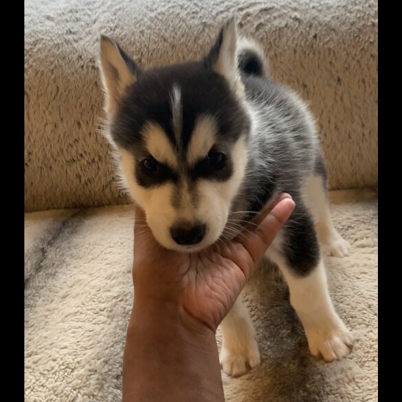 Siberian Husky - Both