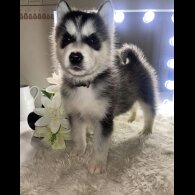 Siberian Husky - Both