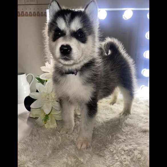 Siberian Husky - Both