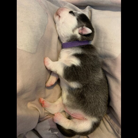 Siberian Husky - Both