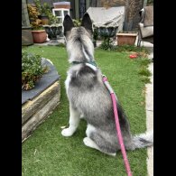 Siberian Husky - Both