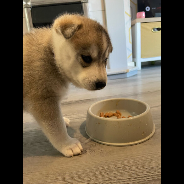 Siberian Husky - Bitches