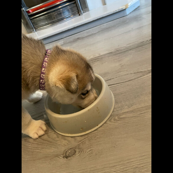Siberian Husky - Bitches