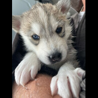 Siberian Husky - Bitches